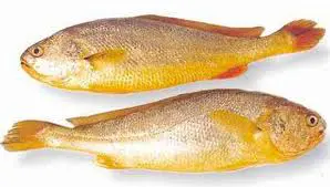 Whole Croaker Fish (Pack of 2 or 3)
