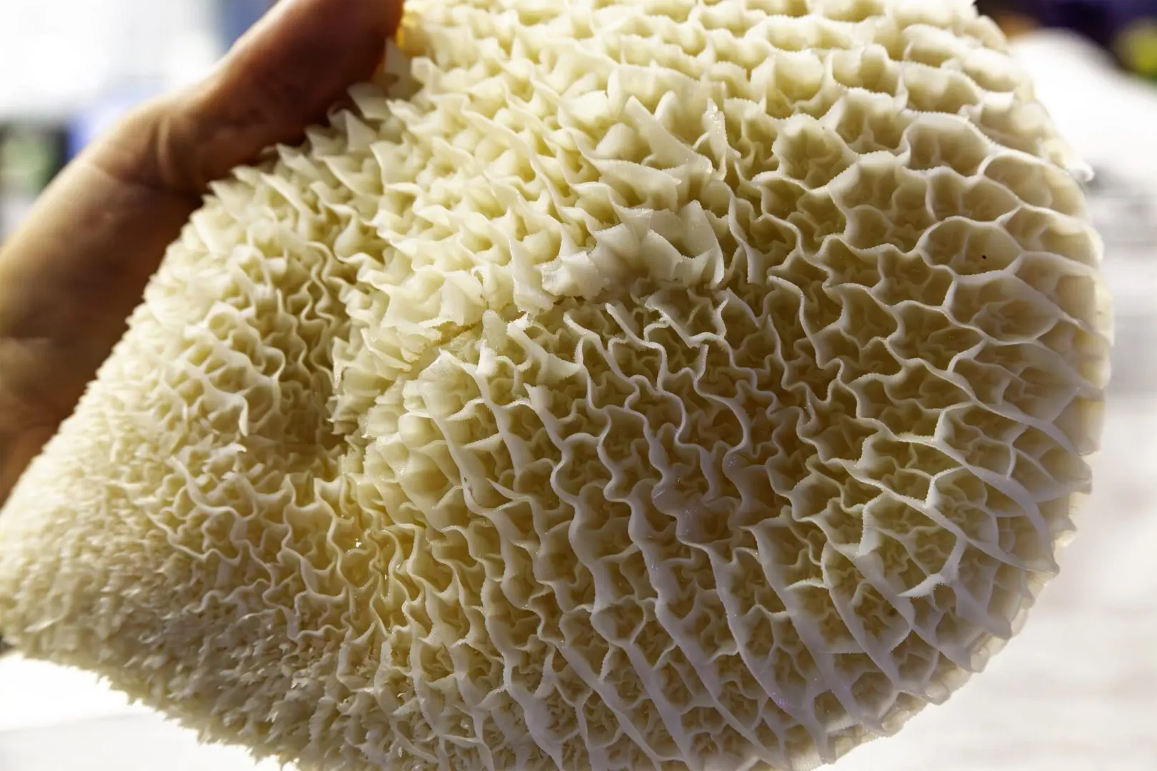 Hand holding a piece of white tripe.