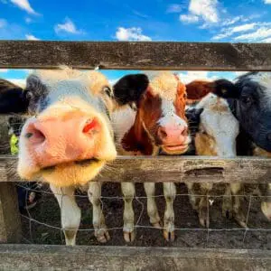 Cows peering through wooden fence outdoors.