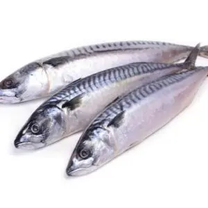 Mackerel Fish (Pack of 3)