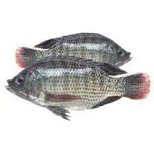 Tilapia (Steaks)