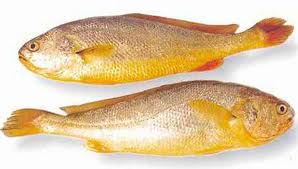 Whole Croaker Fish (Pack of 2 or 3)